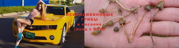прущие грибы Абдулино
